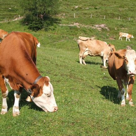 Kühe auf der Alm, St. Johann in Tirol