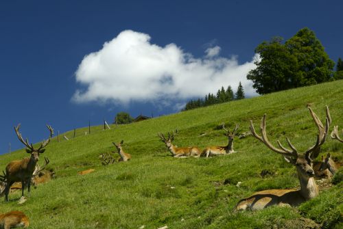 Wildlife Park-Aurach-deer