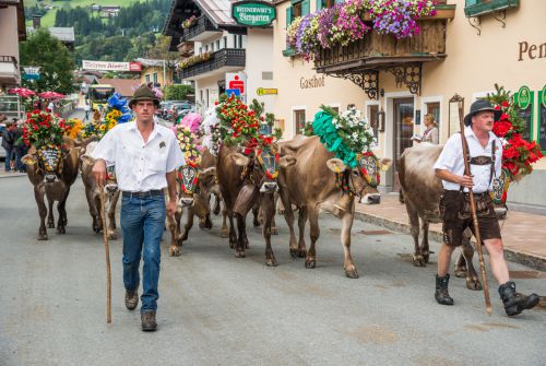 Cows walking through the village
