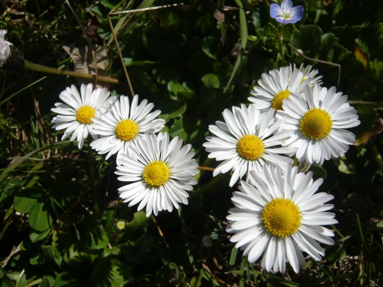 Webcam in Hopfgarten im Brixental - Mit den Feratel Livecams liefern wir Ihnen jederzeit aktuelle Livebilder aus Hopfgarten im Brixental. Unsere Wetterkameras Webcam in Hopfgarten im Brixental | Livecam Hopfgarten im