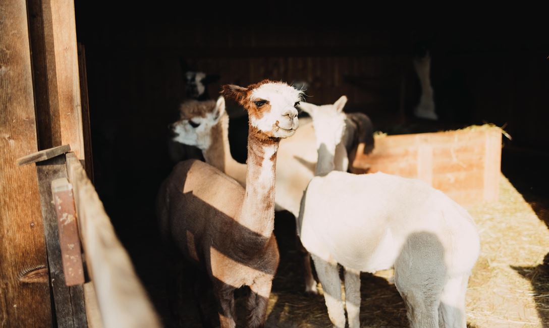 Alpaka @Region Hohe Salve Magdalena Laiminger