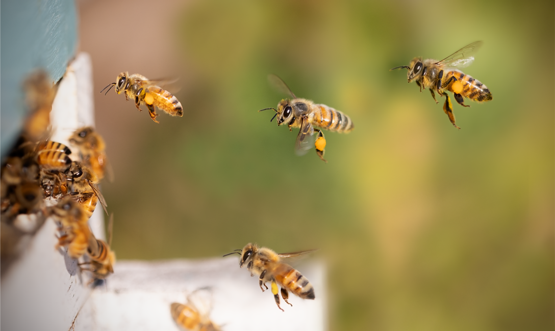 Bienen @pixabay