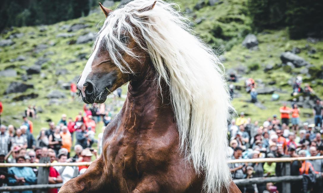 Hengstauftrieb Aschau