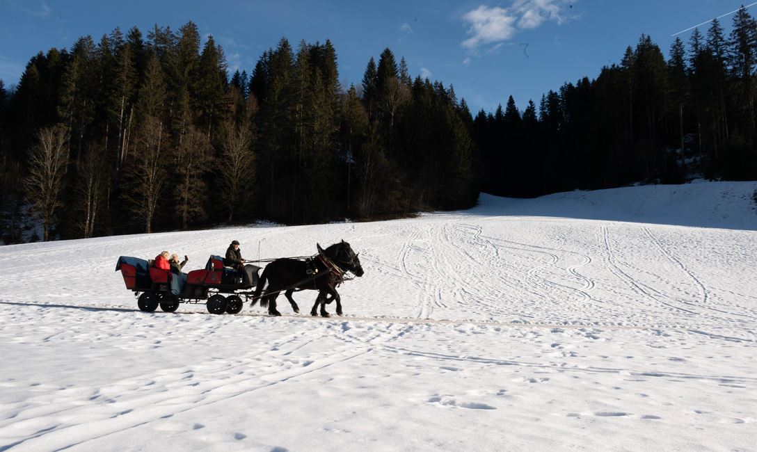 Horse-drawn sleigh ride