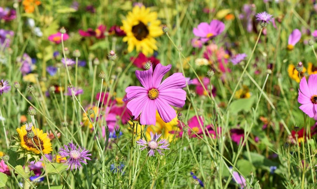 Aktion Fleckerlteppich