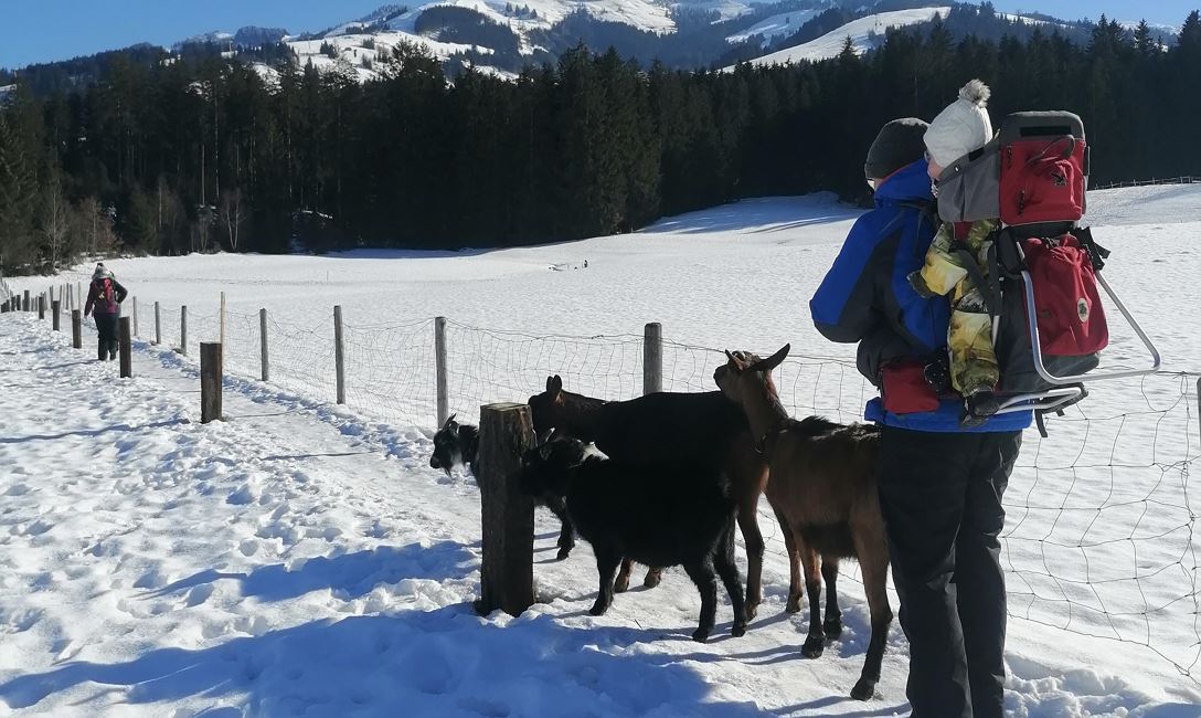Winterwanderung mit Ziegen 3
