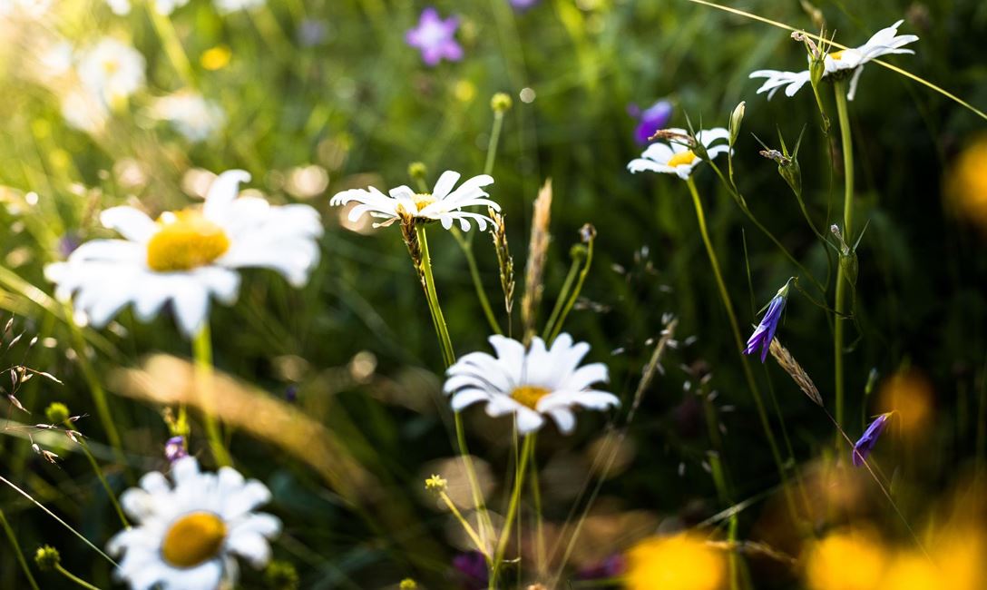 Blumen