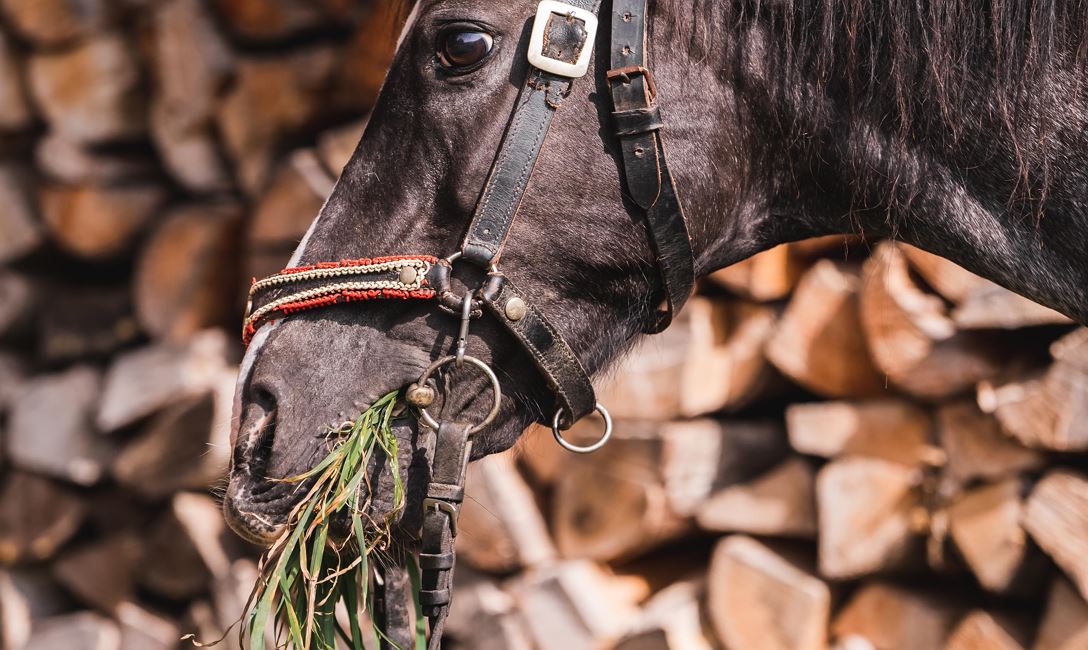 Pferdeschlittenfahrt