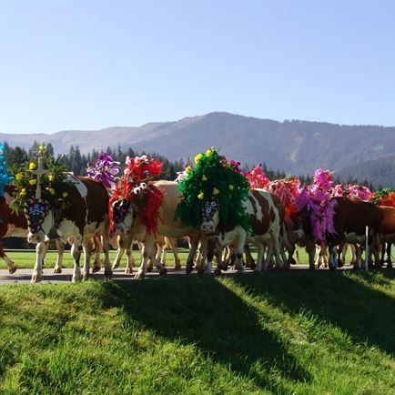 Alpine cattle drive and Alpine festivals in Westendorf