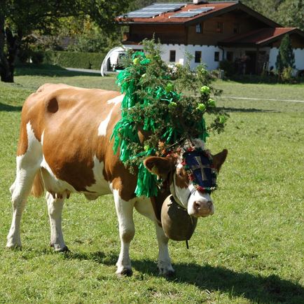 Alpine festivity with Cattle Drive