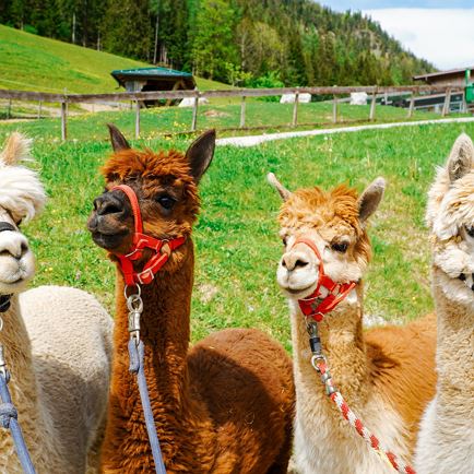 Alpaca Hike around the Hundsbichl Alm