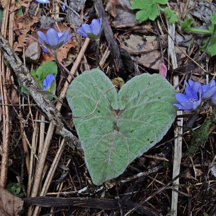 Guided walk 'our herbs' with workshop