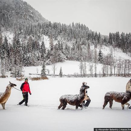 Lama Trekking - Winterwandern mit Lamas