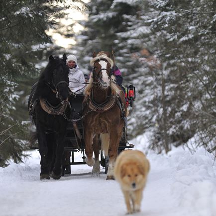 Horse-drawn sleigh ride on the Penningberg