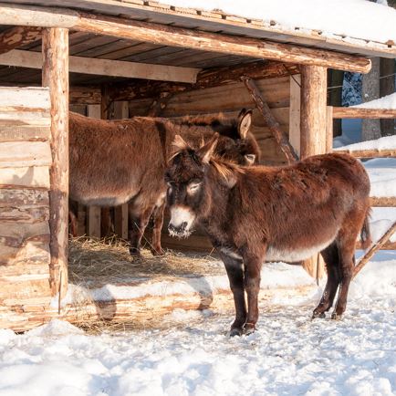 Winterliche Entdeckungsreise mit Esel und Lamas