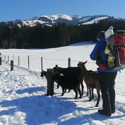 Family winter hiking with goats