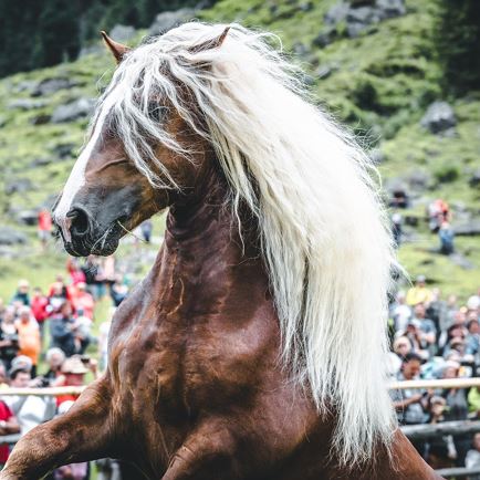 Jubiläumsfeier: 80 Jahre Norikerverein Kirchberg