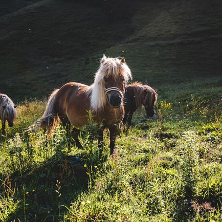 Kinder-Pony-Wanderung auf der Alm
