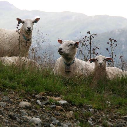 'Sheep-festival'