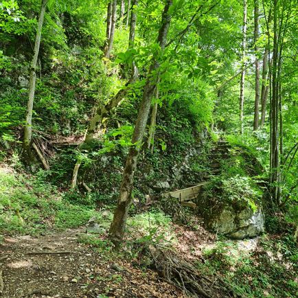 Crystal - Into the woods: Silent Walk
