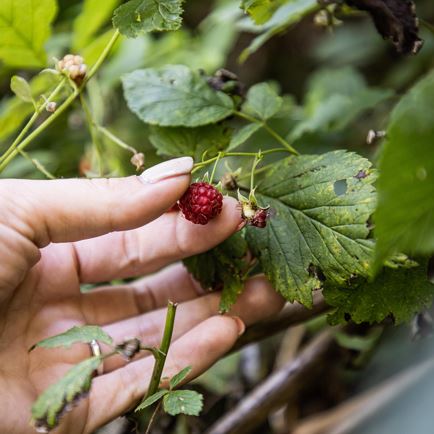 Gesund mit alten Hausmitteln