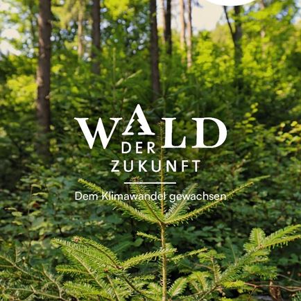 The Forest of the Future: A guided forest walk in St. Johann in Tirol