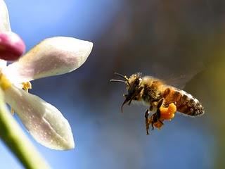 Bienenlehrpfad Pillersee - Führung