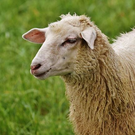 Familien- und Kinderprogramm: Vom Schaf zur Wolle