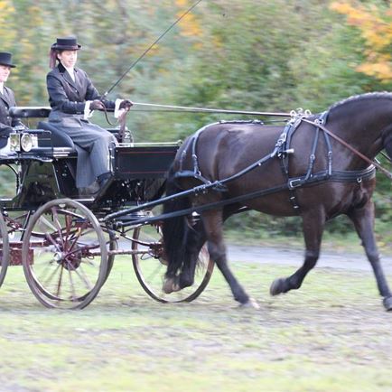 Tirol Trophy im Gespannfahren
