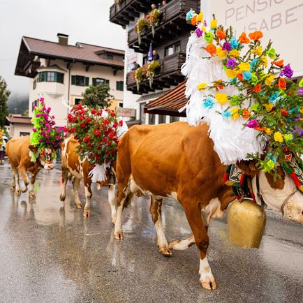 Alpine cattle drive weekend Westendorf