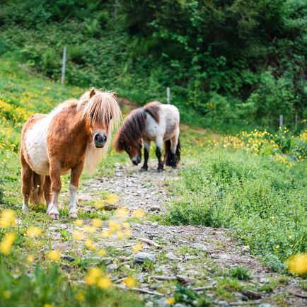 Kinderponyrijden in Westendorf