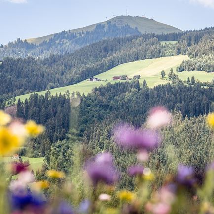 Kräuterwanderung am Wohlfühlweg