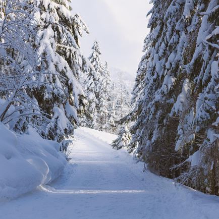 Winterliches Räuchererlebnis: Workshop und Waldwanderung