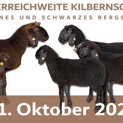 Österreichweite Kilbernschau