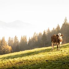 Wissenswertes über Milch und Käse - Almwanderung in der Kelchsau