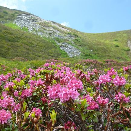 Alpenrosenblüte inkl. 6-Tage 'K.-Alpen-Liftpass'