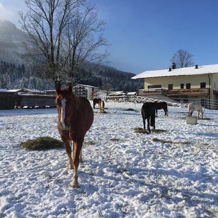 Pferdekoppel im Winter