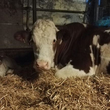 Nachwuchs im Rinderstall