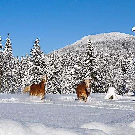 Winterlandschaft mit Pferden