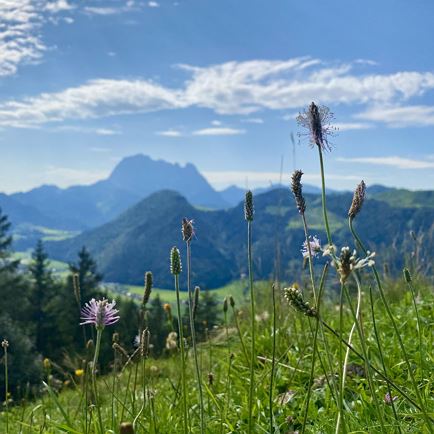 Almwiese Sommer