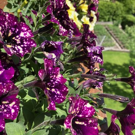 Gschnaller Barbara, Ferienwohnung