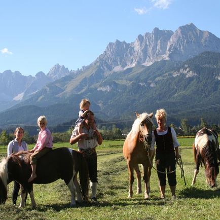 Lacknerhof, St. Johann, Pferde