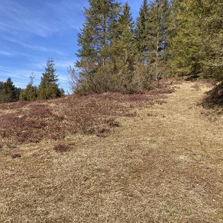 Die ersten Erika Sträucher sind da