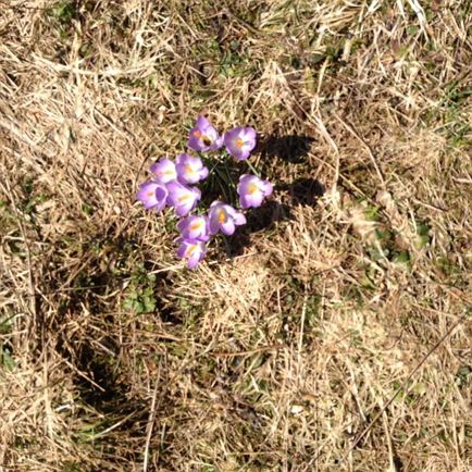 krokusse