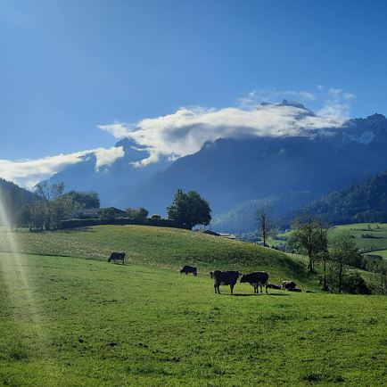 Steinberge mit Kühe