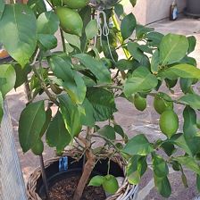 WhatsApp Bild 2025-07-30 um 09.42.06_4ad96b5c