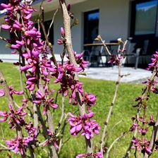 Apartment Bergfieber