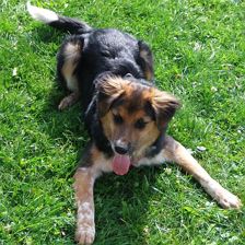 Tiere15