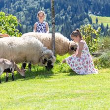 Unsere Schafe Wasti und Heidi