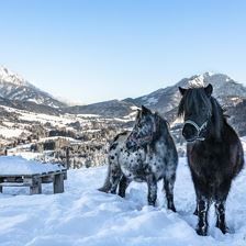 Ponys Winter